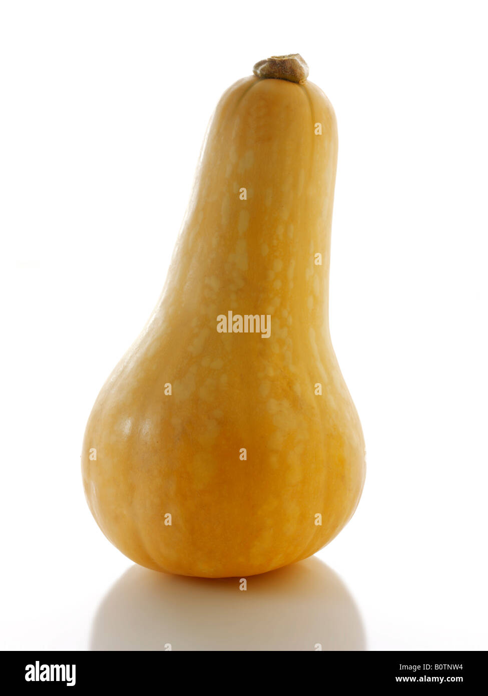 Butternut Squash whole on a white background Stock Photo