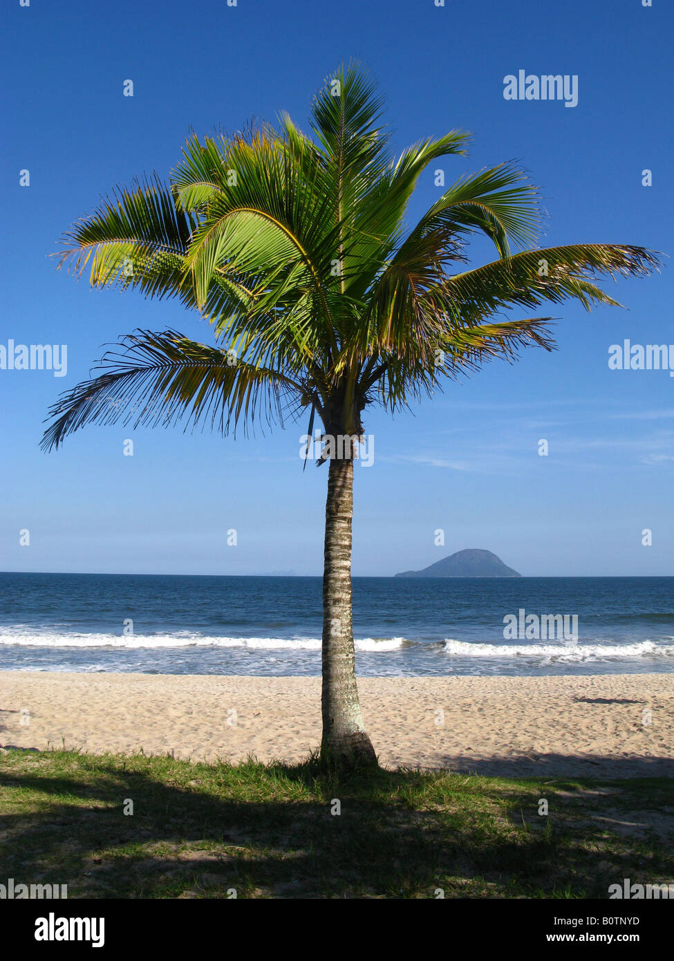Palm tree at Jureia Beach on the north shore of the state of Sao Paulo Brazil 04 11 08 Stock Photo