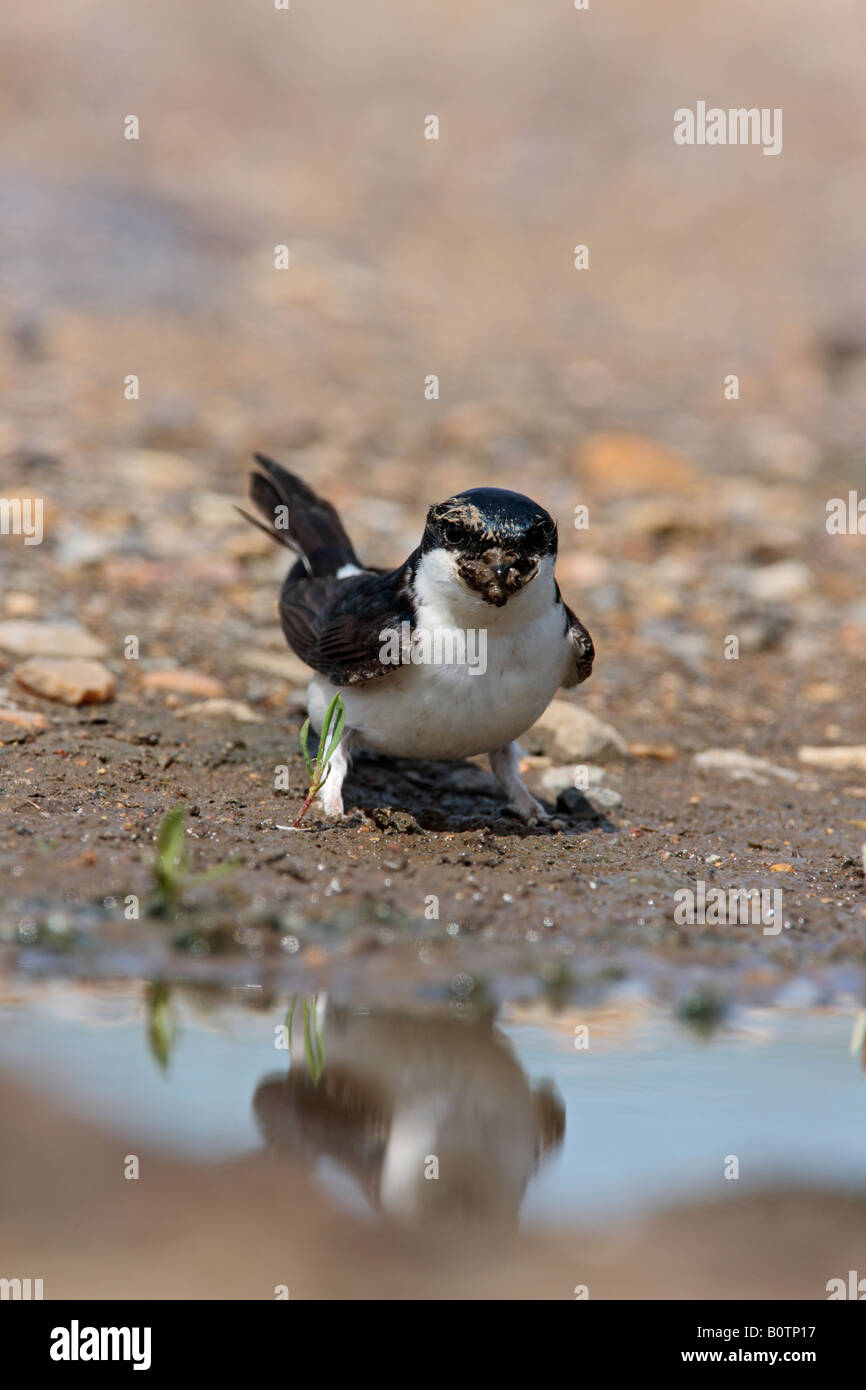 House Martin Delichon urbica collecting mud at puddle Sutton Bedfordshire Stock Photo