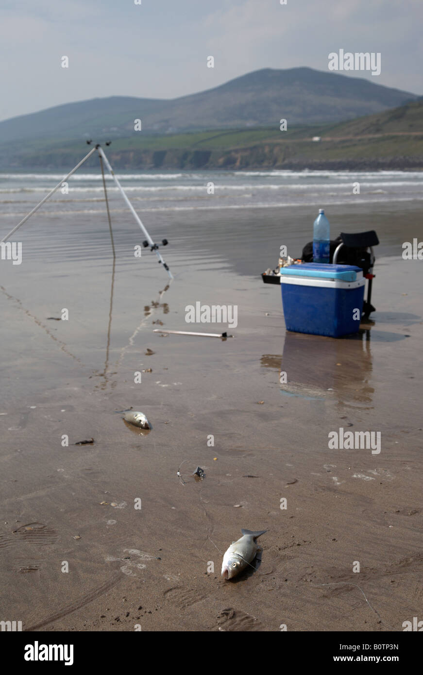 two seabass caught on inch strand beach county kerry dingle peninsula republic of ireland Stock Photo