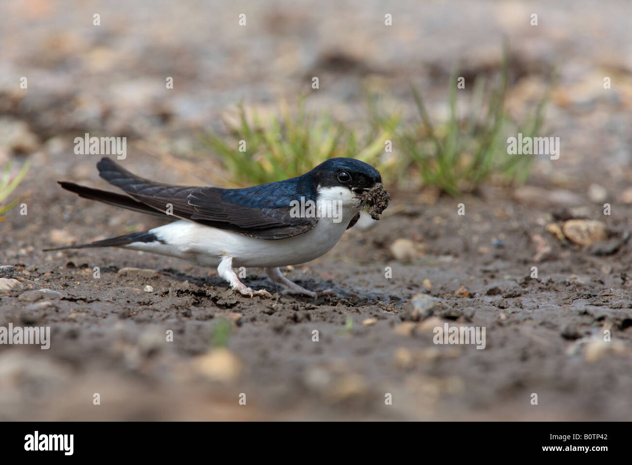 House Martin at puddle collecting mud Sutton Bedfordshire Stock Photo