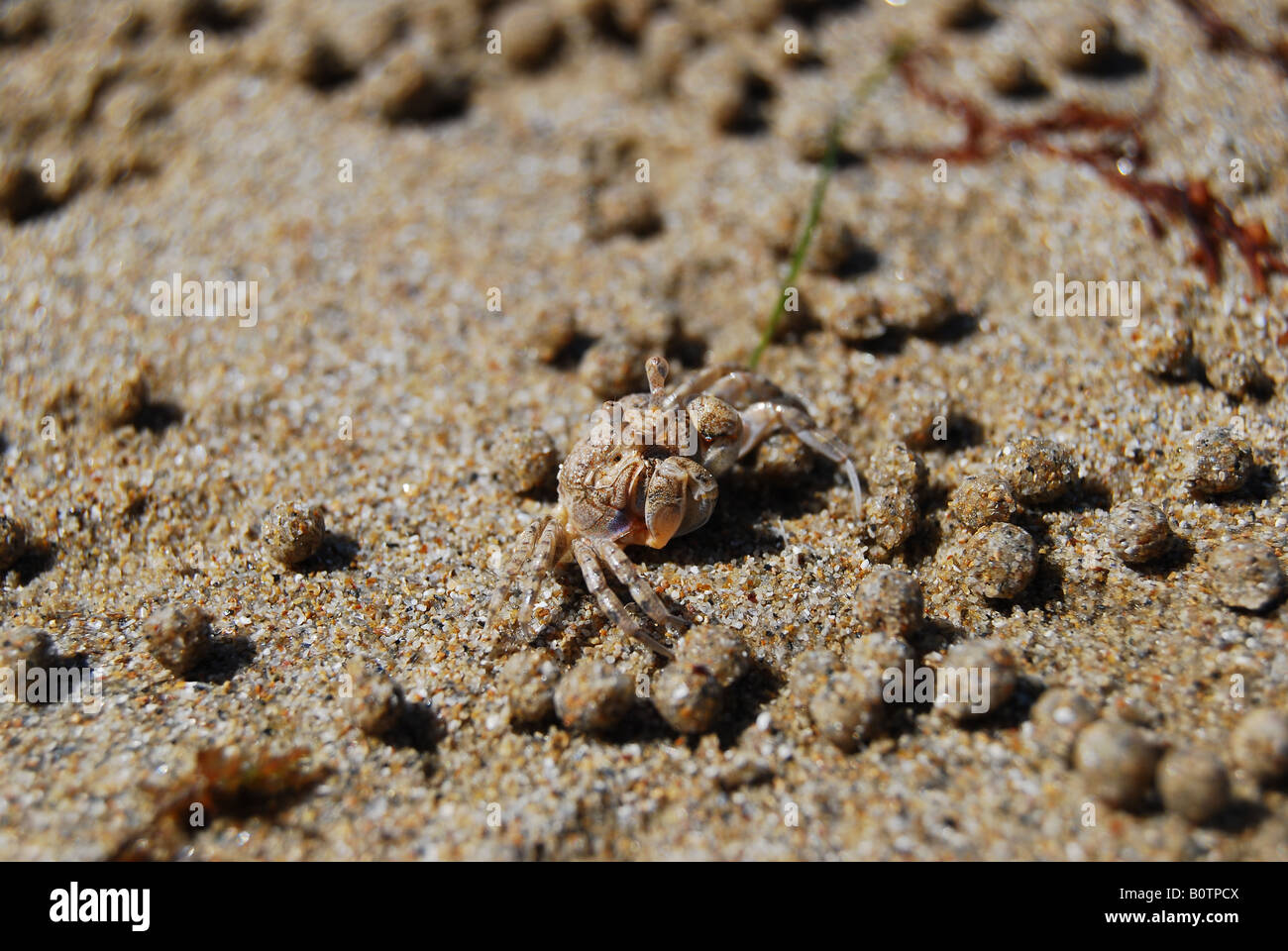 A small crab camoflagued against the sand, taken on four mile beach in Port Douglas, Queensland, Australia Stock Photo