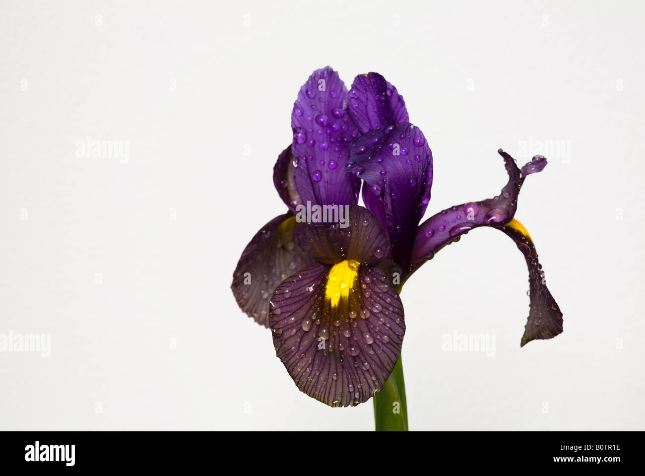 Close up of bearded Iris 'Black Beauty' flower covered in fine water droplets Stock Photo
