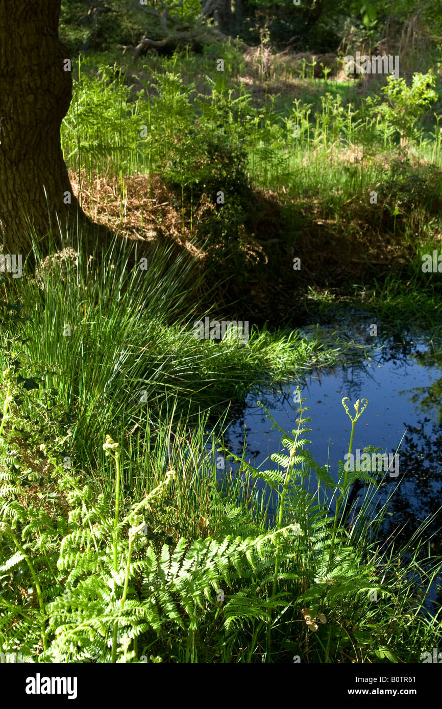 Forest wood woodland pond pool reflection sky essex countryside uk hires stock photography and