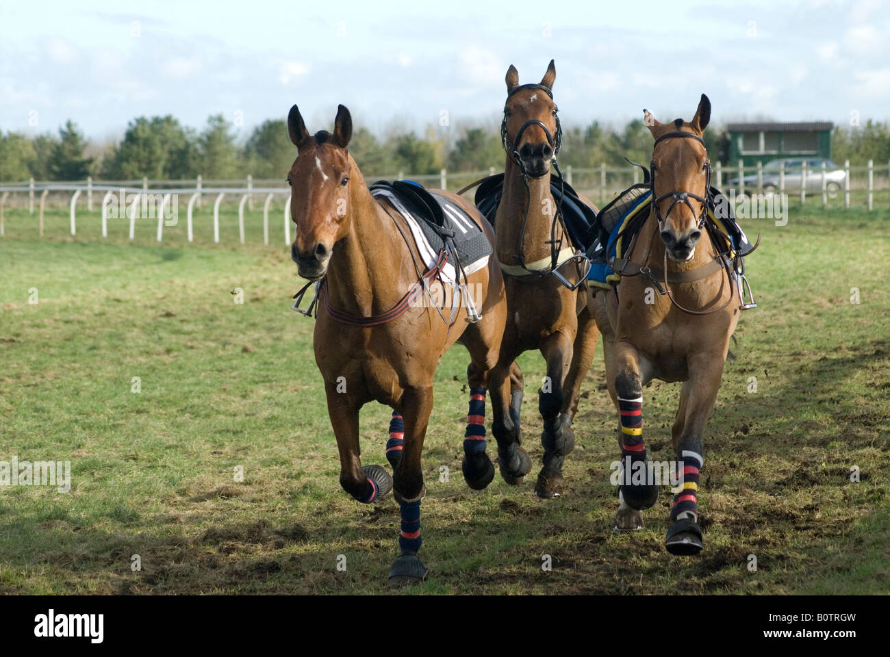 Group of 3 Loose Racehorses Stock Photo