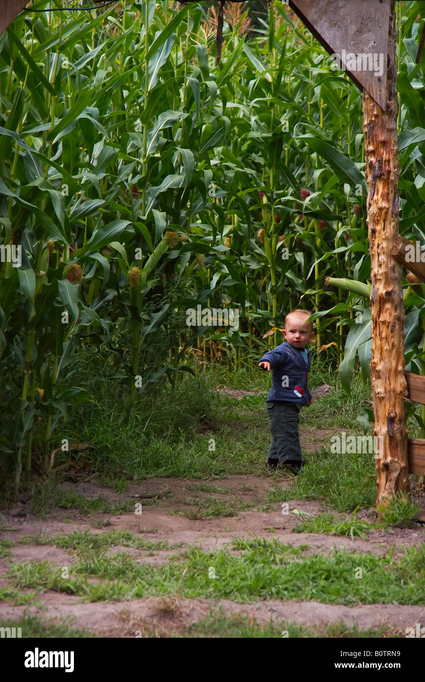 Vancouver Canada Lower Mainland Tall Farmers Corn Field Maze Mother and