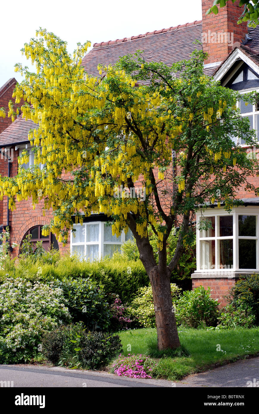 Laburnum tree in Laburnum Road, Bournville, West Midlands, England, UK