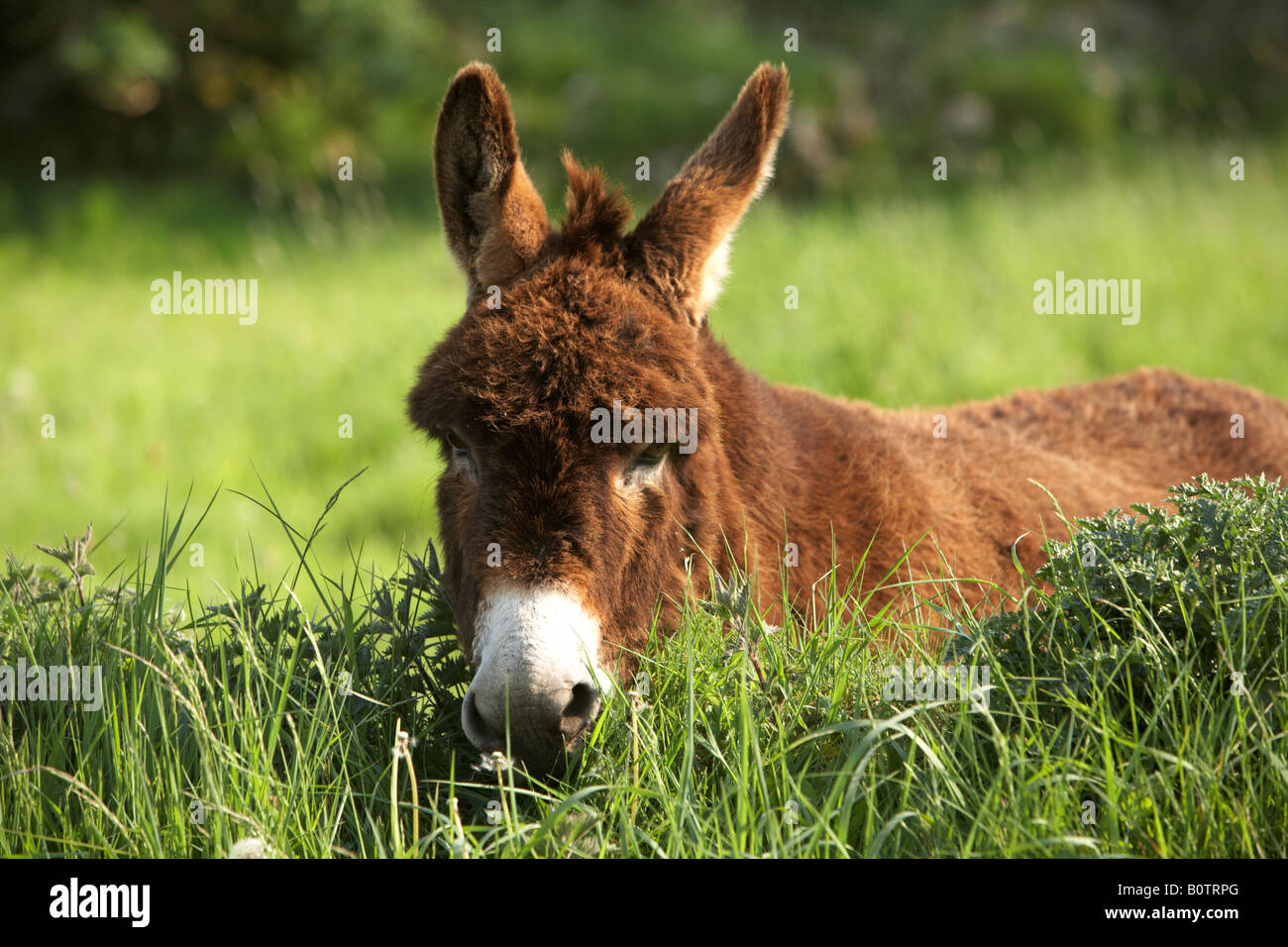 single brown donkey in a field county sligo republic of ireland Stock Photo