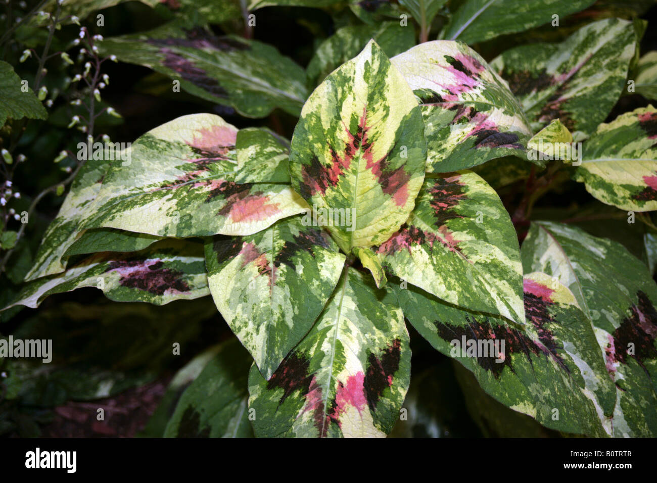 Horticulture gardening persicaria virginiana painter s foliage plant