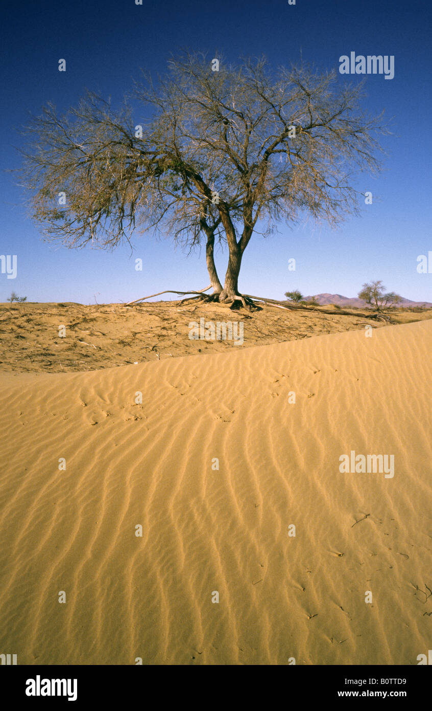 Oct 13, 2006 - Dead trees in the Gobi desert of Outer Mongolia. Stock Photo