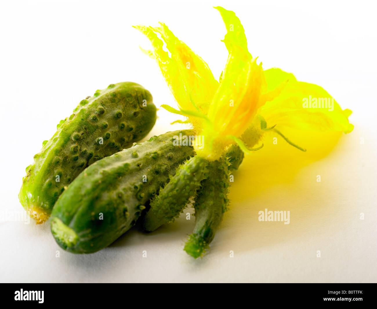 baby gherkins with flower on white background Stock Photo Alamy