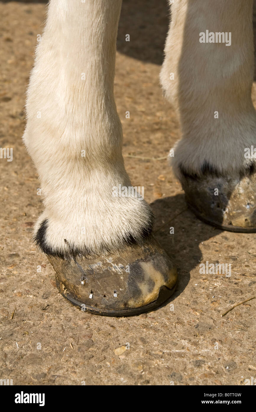 Horse Feet High Resolution Stock Photography and Images Alamy