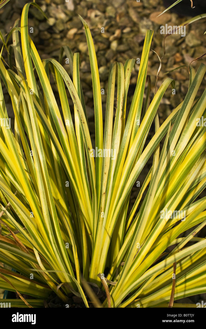 Acorus gramineus Gold Edge grass in May Stock Photo