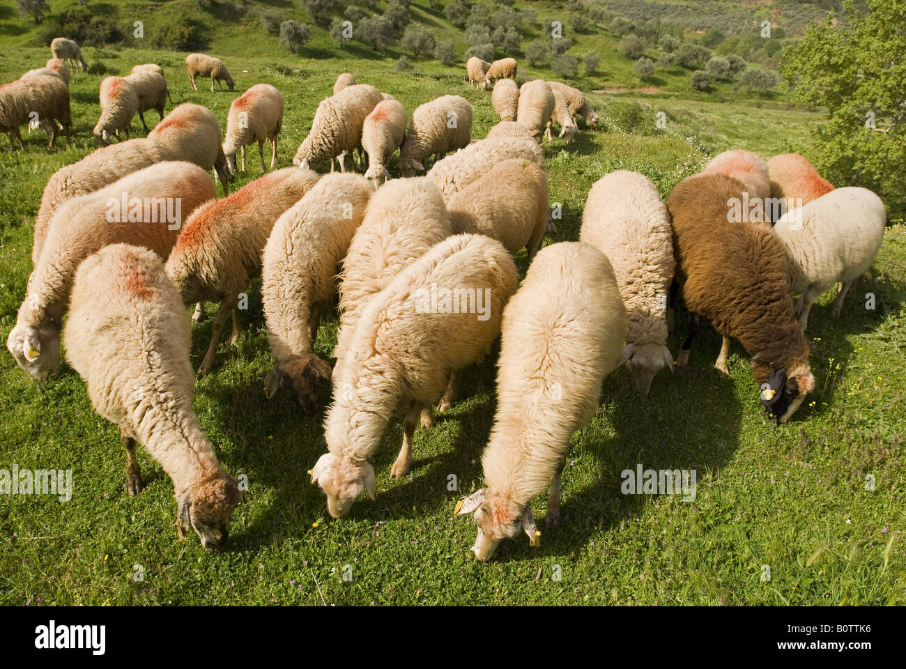Sheeps grazing in Sardes Manisa Turkey Stock Photo