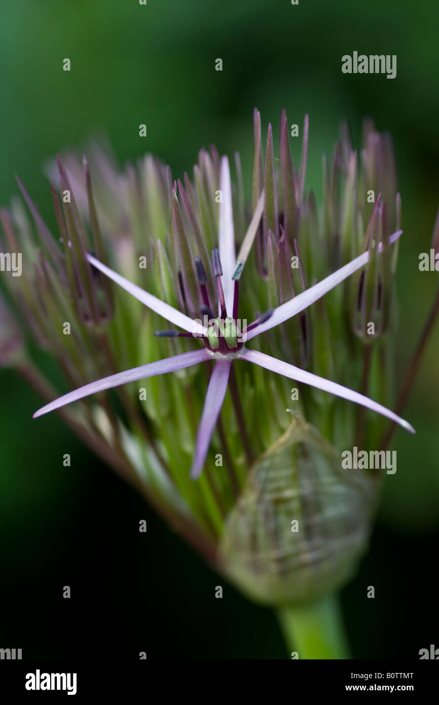 Allium Christophii, UK. Stock Photo