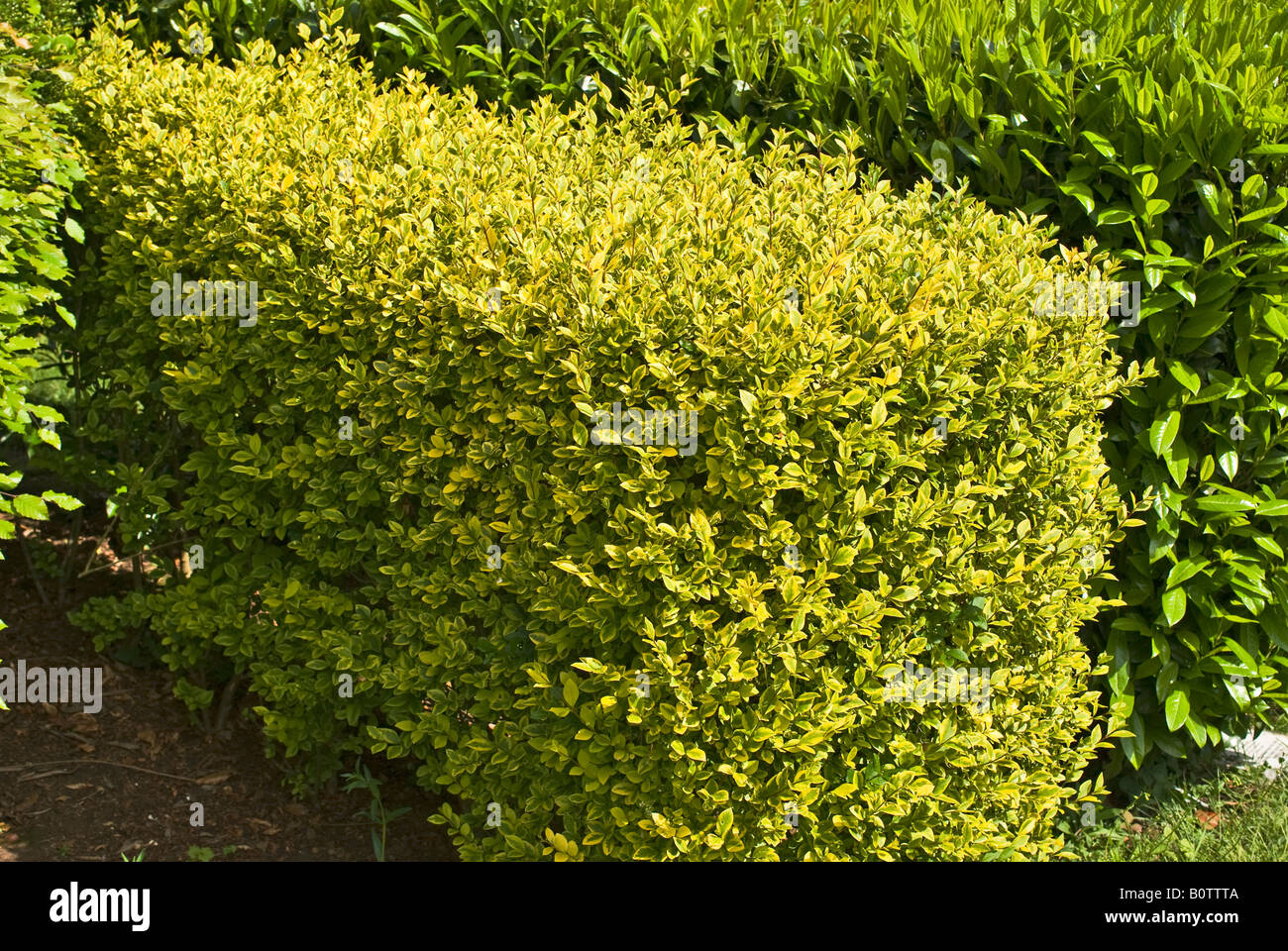 Spring growth on a golden privet hedge in May Stock Photo