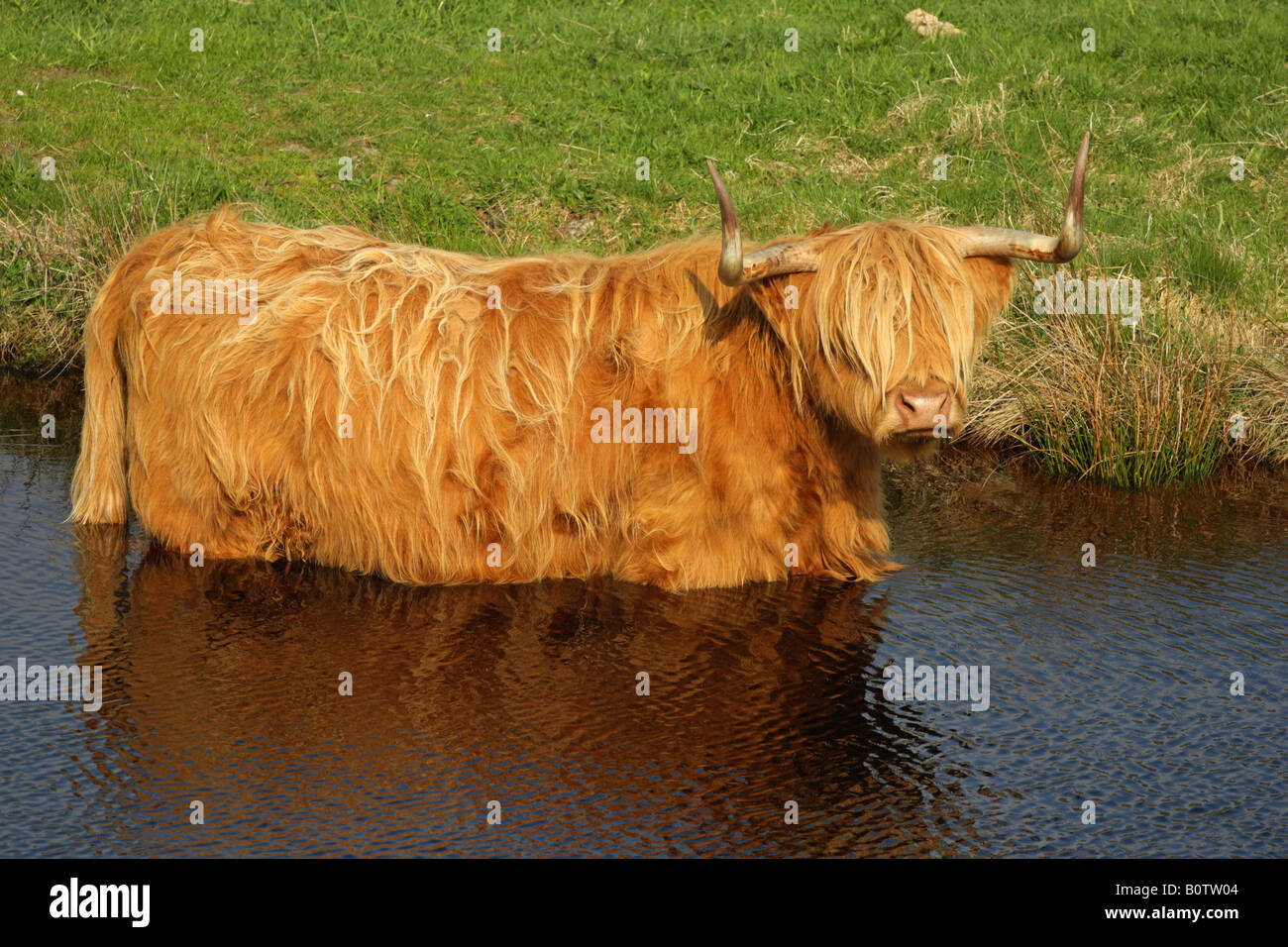 Highland Cow In Water High Resolution Stock Photography and Images - Alamy