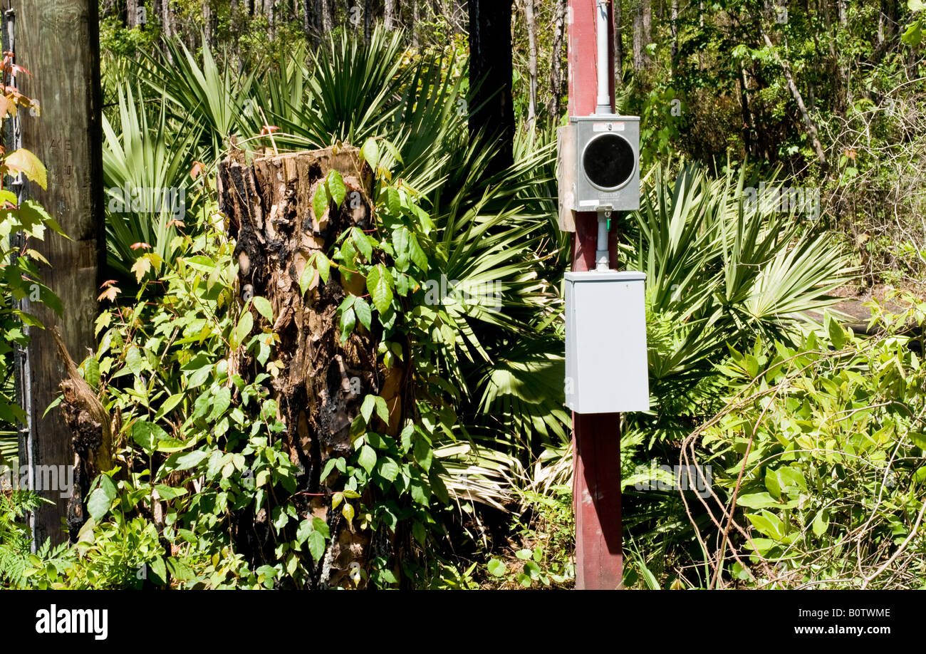 Small electric meter on a wooden post in the trees Stock Photo