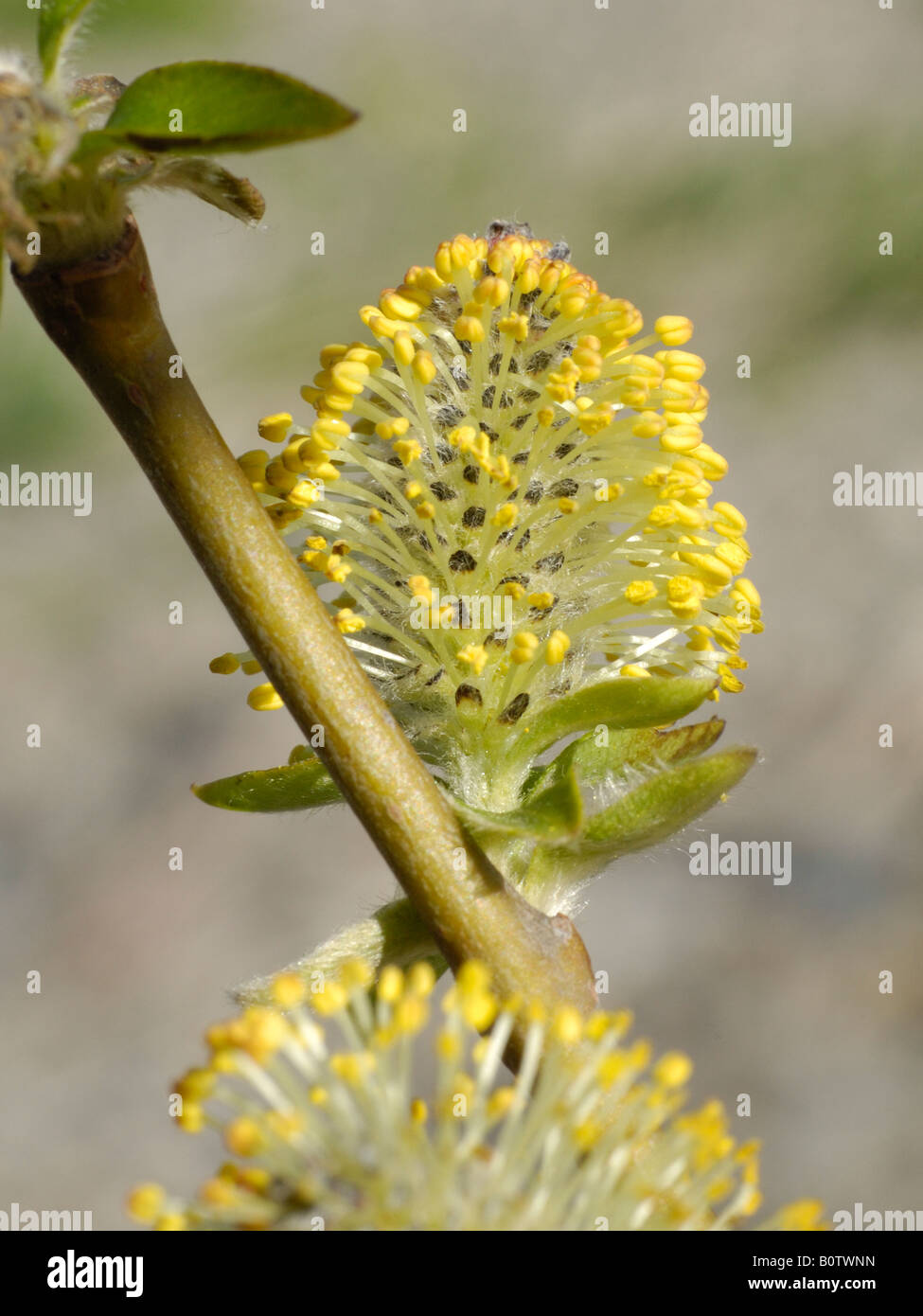 Grey Willow, male flower., salix cinerea Stock Photo