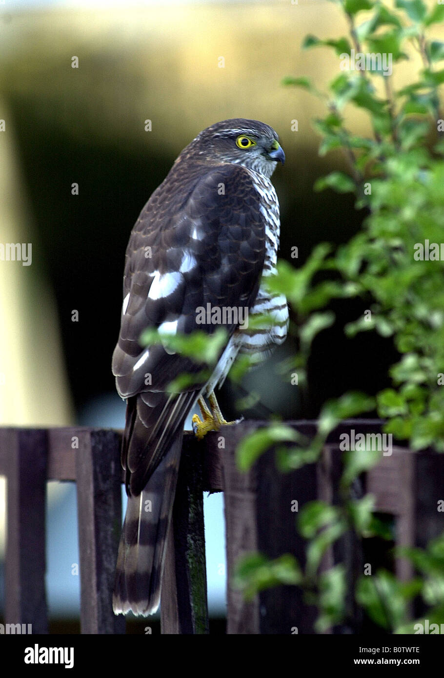 A Sparrowhawk visits a suburban garden in the South West England Stock Photo