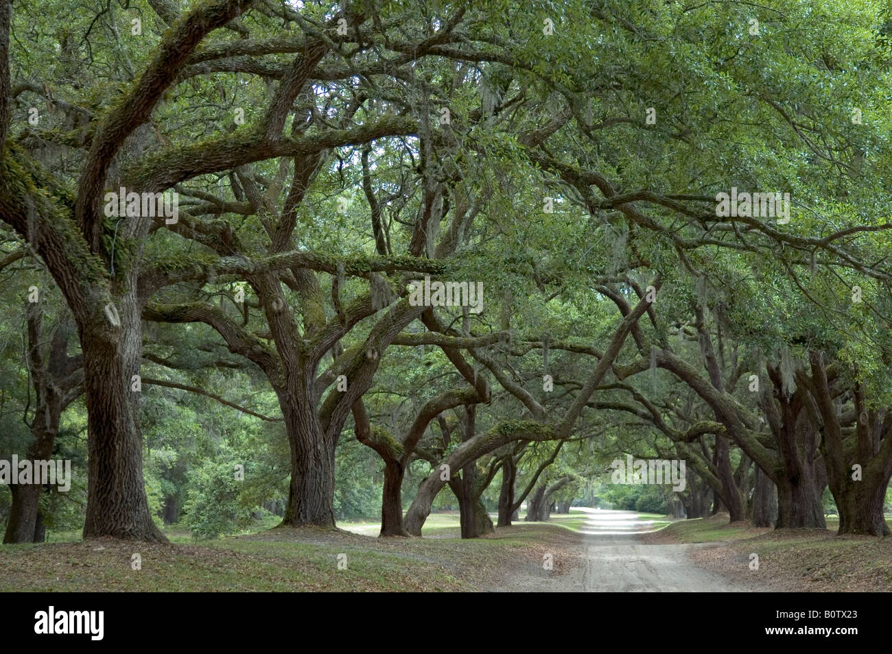 Alley of live oak trees at Orton Plantation Gardens, near Wilmington