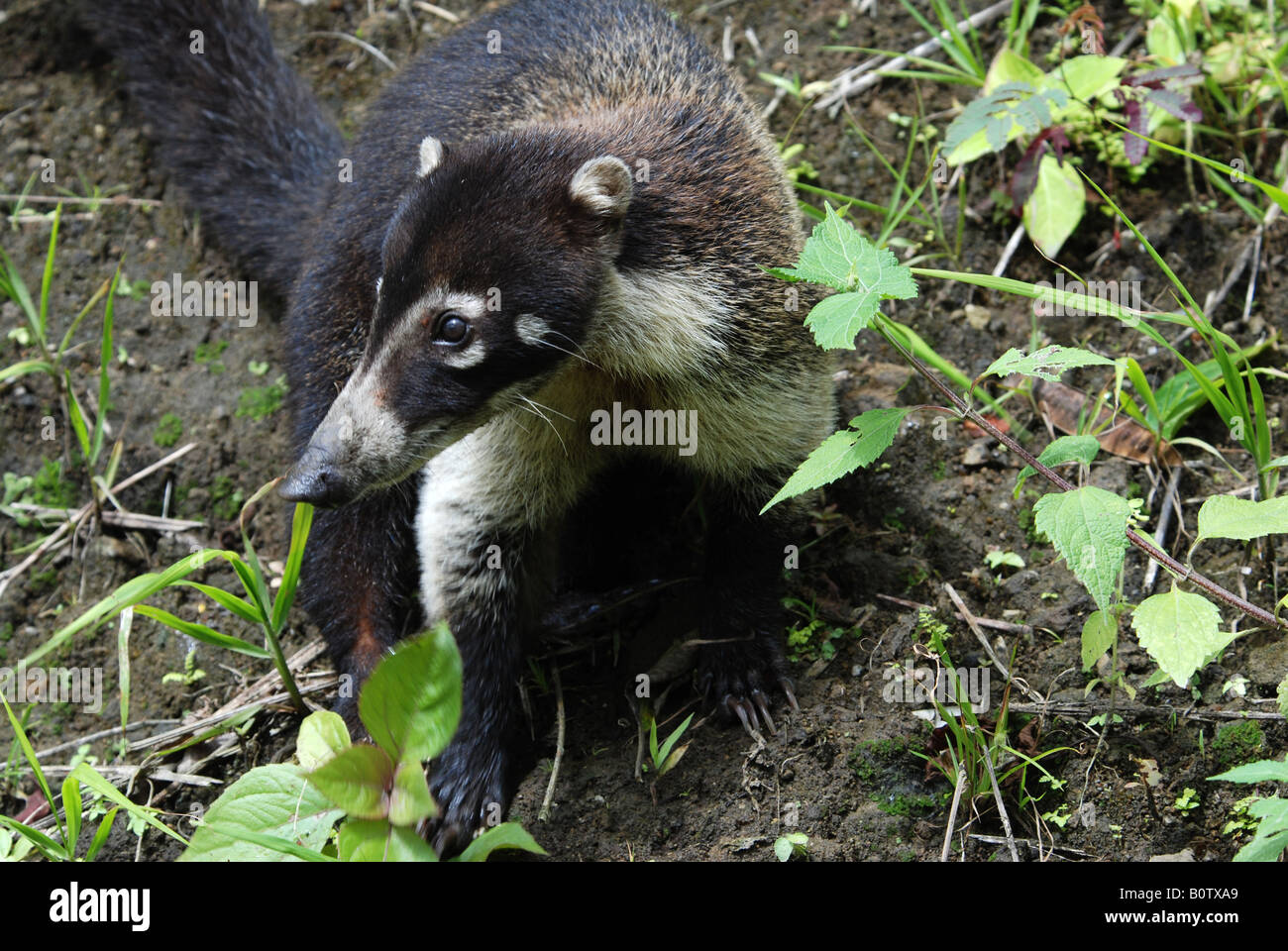 White nosed Coati Nasua narica Arenal volcano Costa Rica Stock Photo