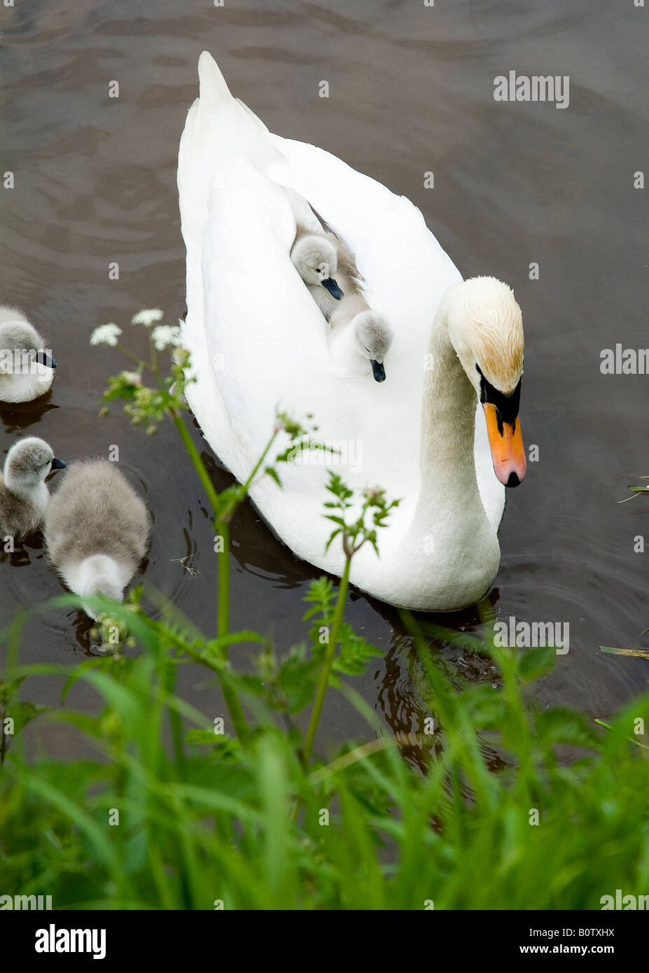 swans and signets Stock Photo - Alamy