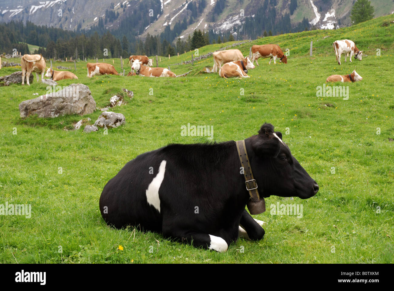 Cowherd with black and brown cow on alpine pasture, Schwanden, Berense alps, Switzerland Stock Photo
