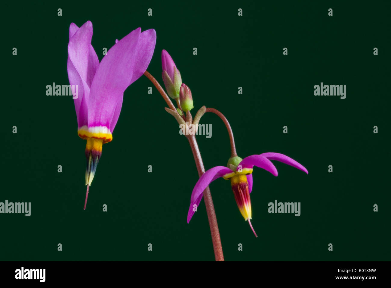 studio image of dodecatheon red wings Stock Photo