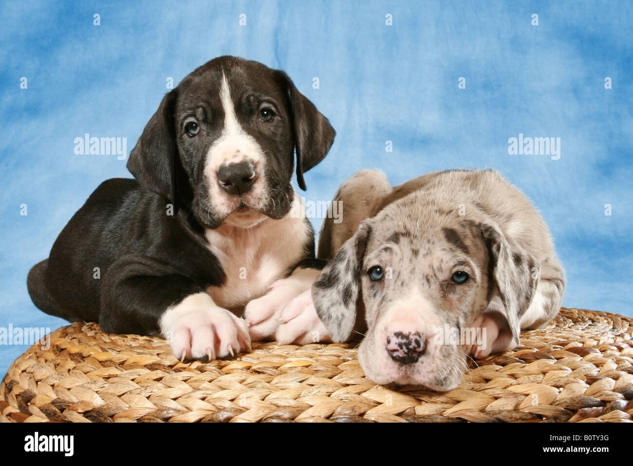 two young Great Danes - lying Stock Photo