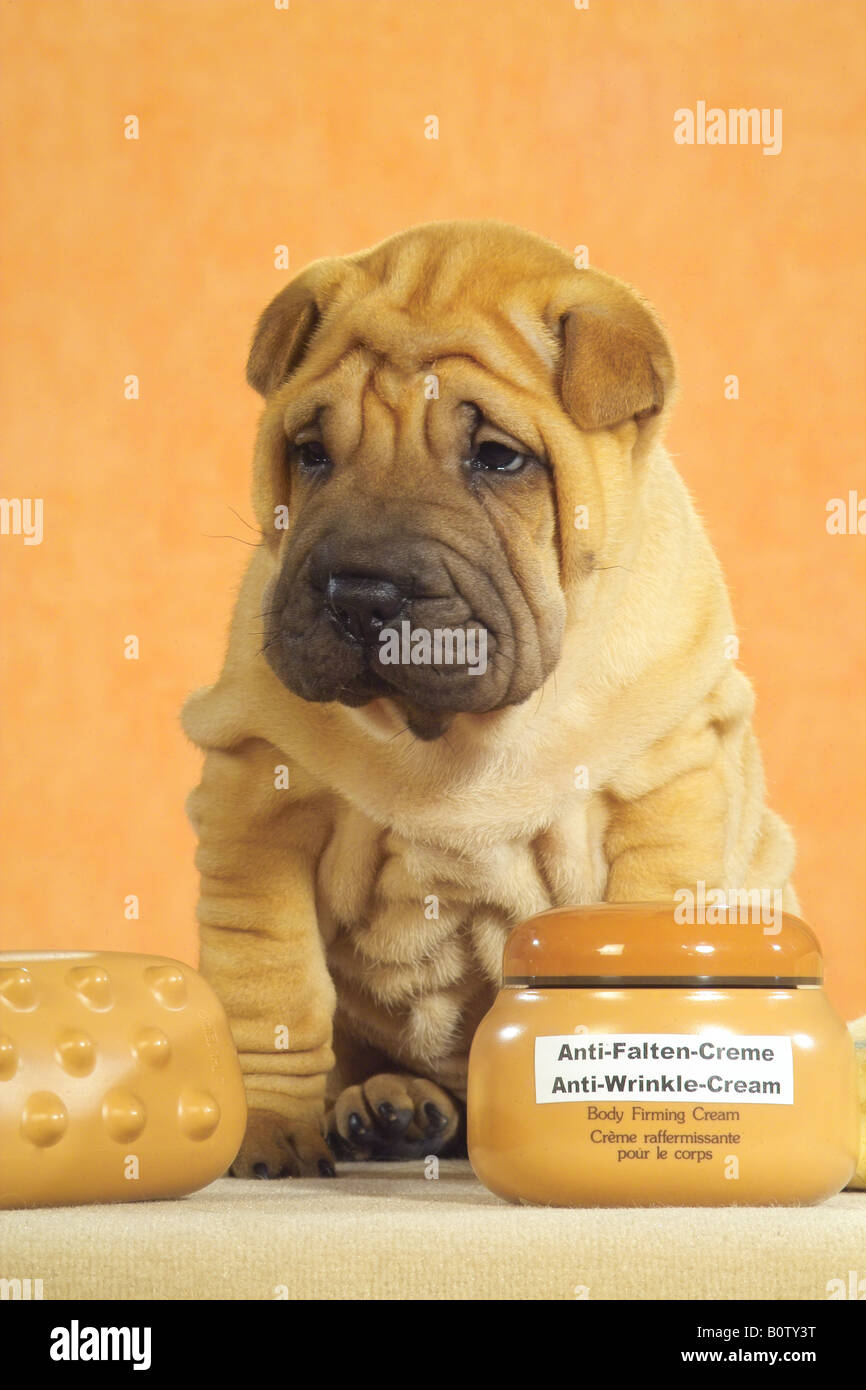 Cream color dog hires stock photography and images Alamy