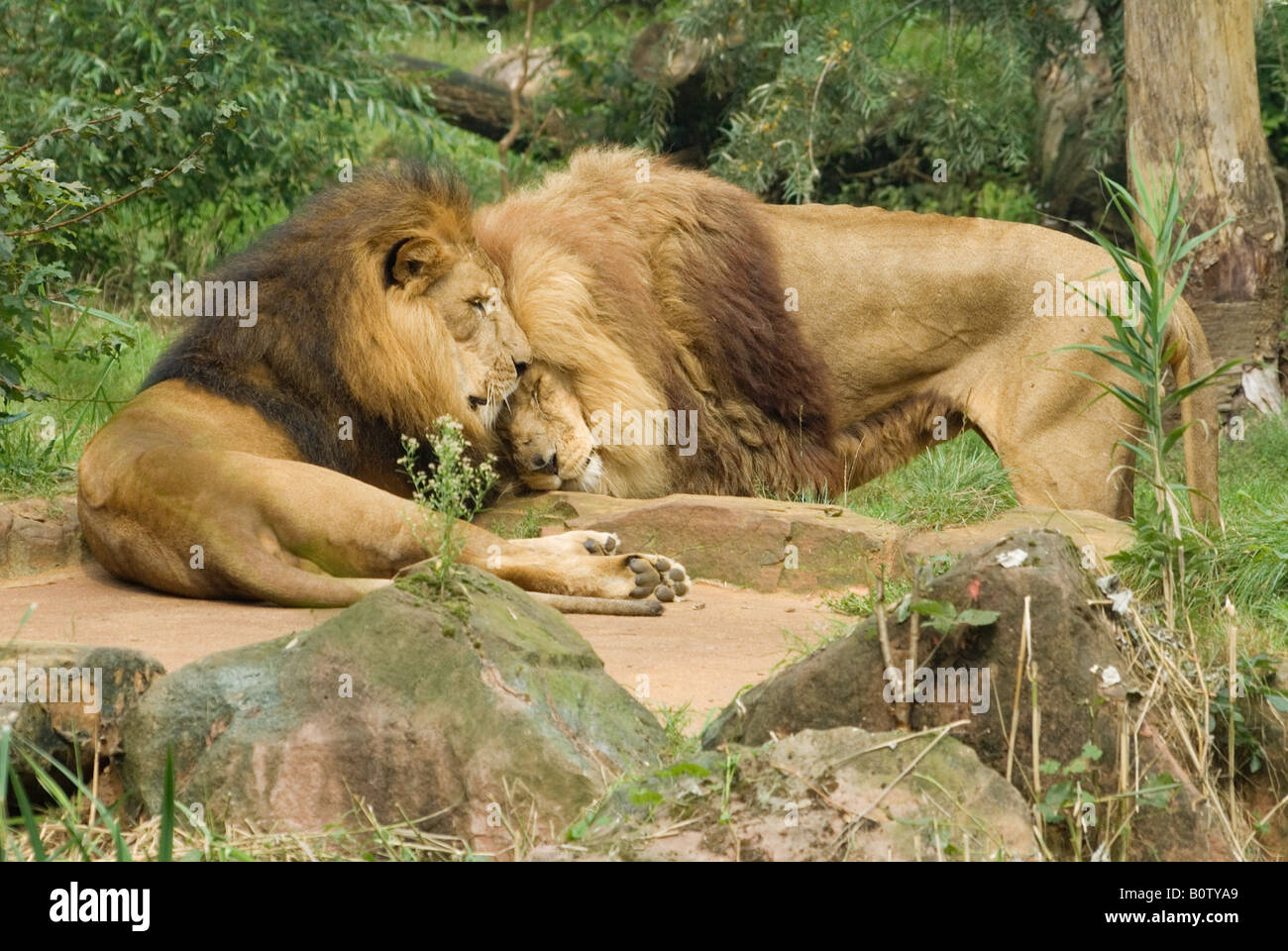 two lions - smooching / Panthera leo Stock Photo
