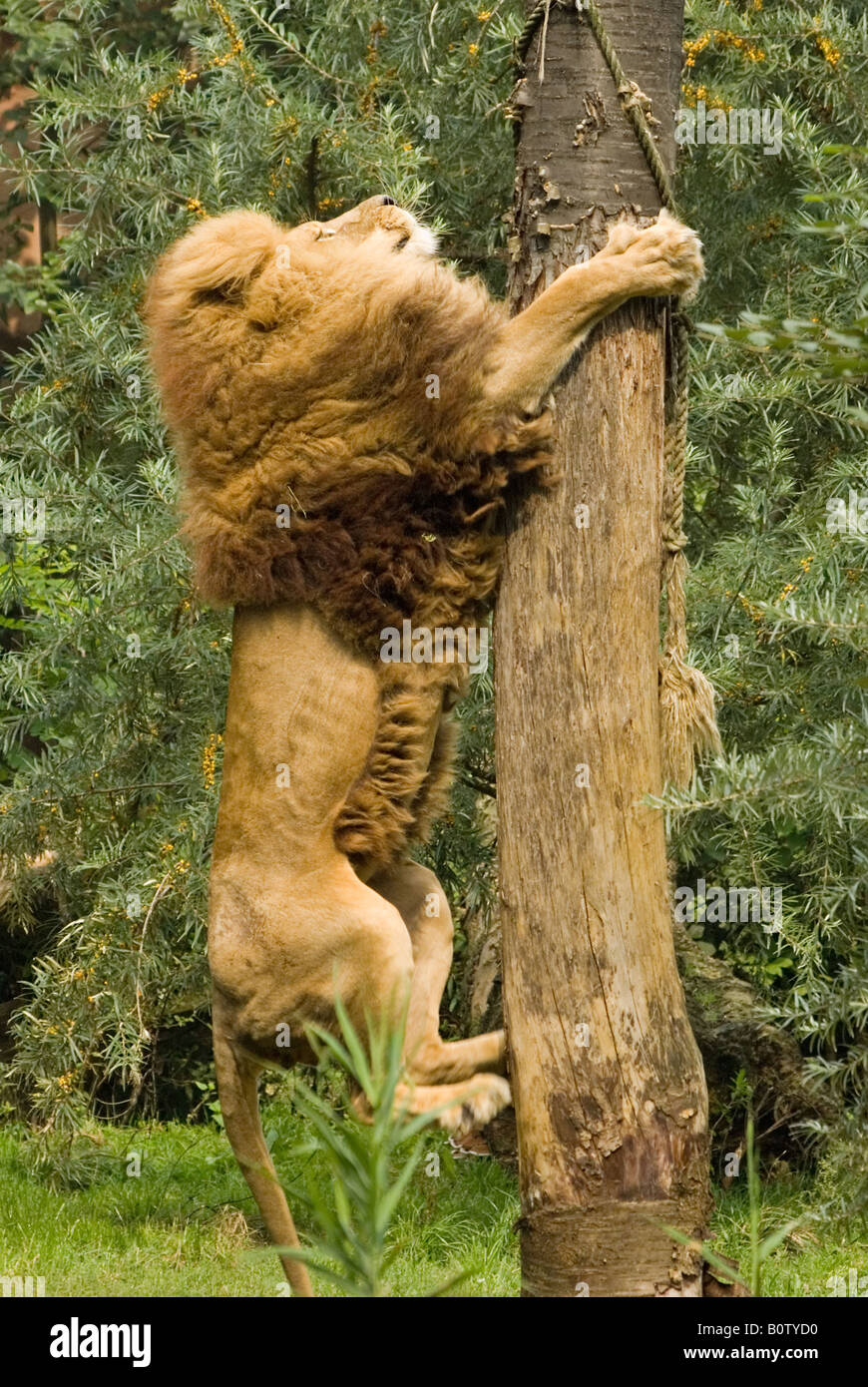 lion climbing up a tree / Panthera leo Stock Photo Alamy