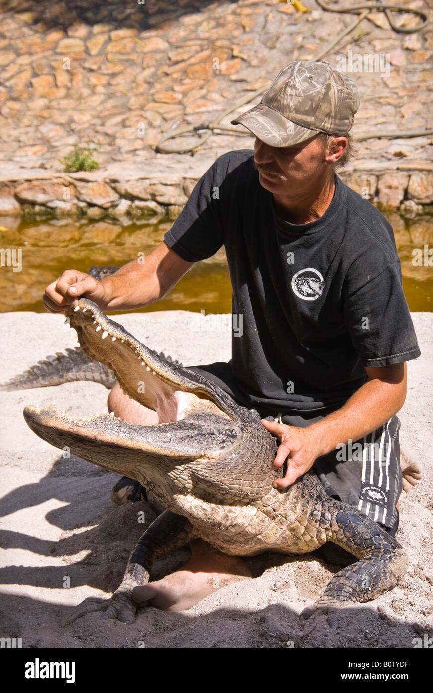 Alligator wrangler in Everglades zoo Florida demonstrating gator