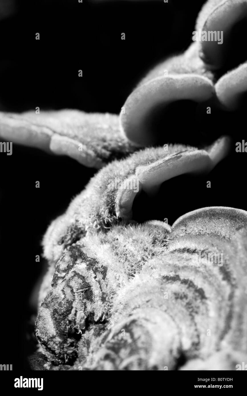 Fungus on an apple tree Stock Photo Alamy