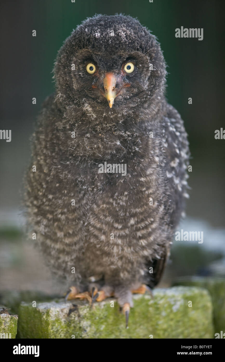 young Snowy owl - Nyctea scandiaca Stock Photo