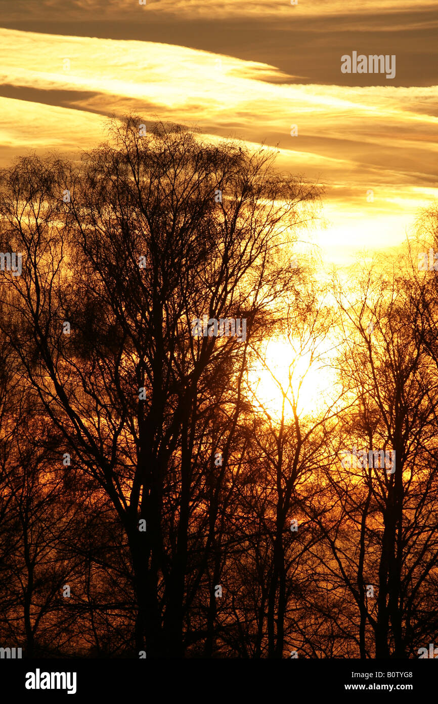 Treeview Sunset Trees at sunset Stock Photo - Alamy