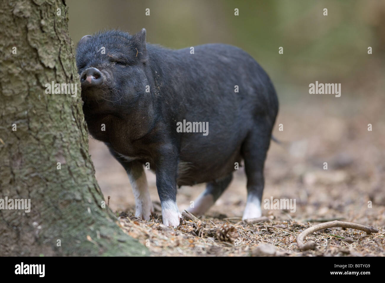 Vietnamese Pot bellied Pig rubbing at a tree - Sus scrofa Stock Photo