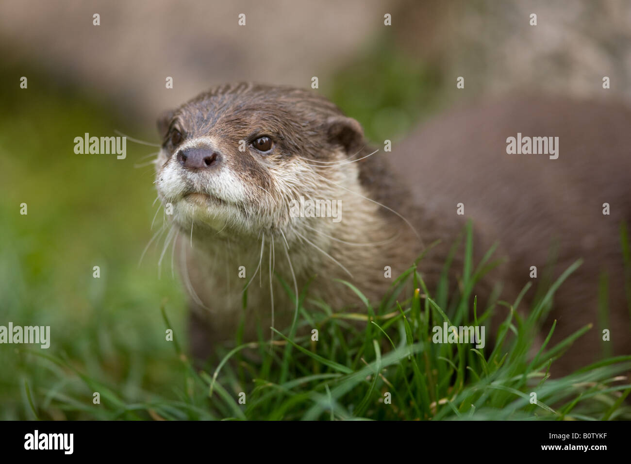 Oriental Small-clawed Otter - Amblonyx cinereus Stock Photo