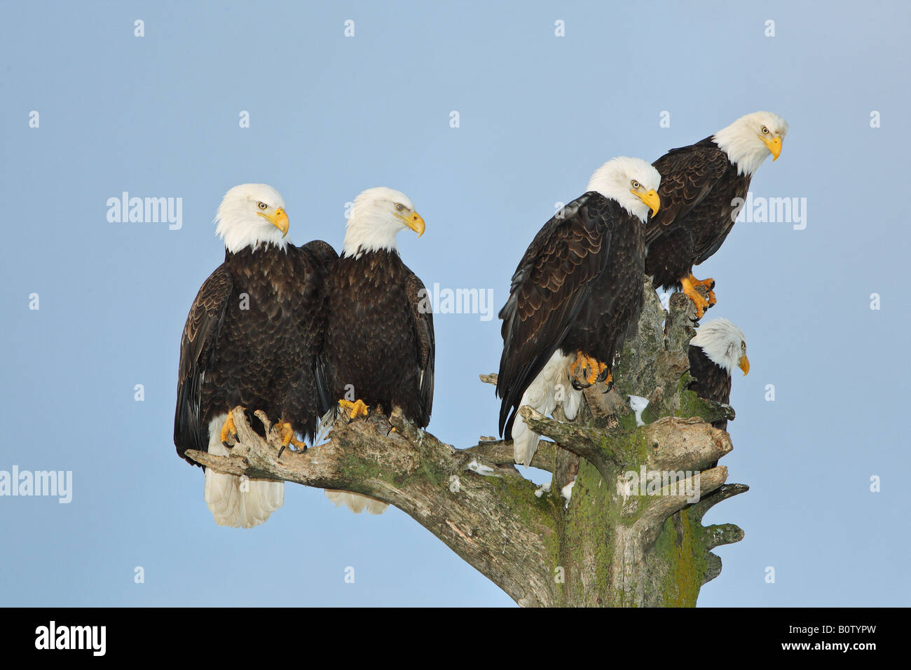 Bald eagles - sitting / Haliaeetus leucocephalus Stock Photo