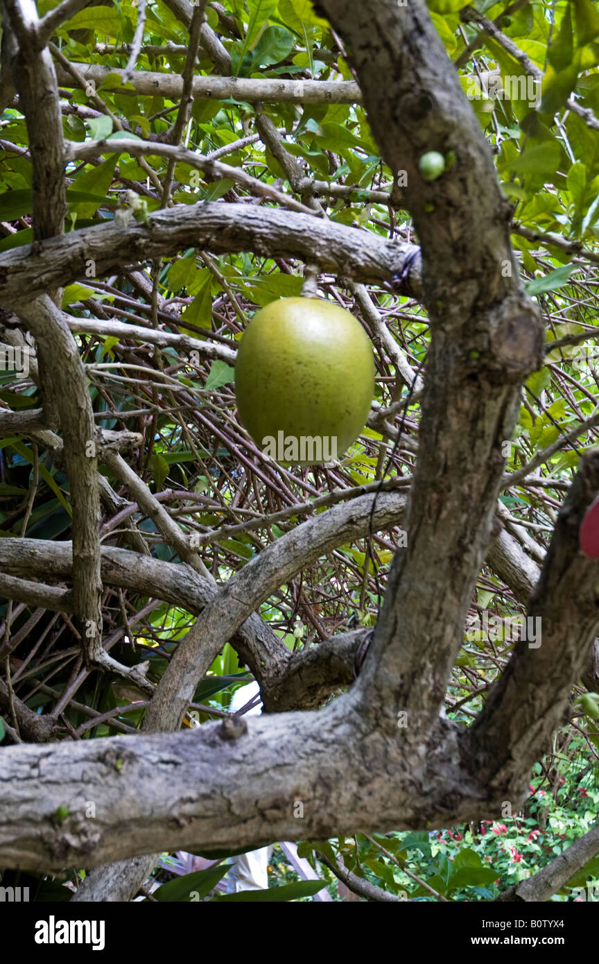 The large green oval fruit of the Calabash Tree Crescentia Cujete Andromeda Botanic Gardens