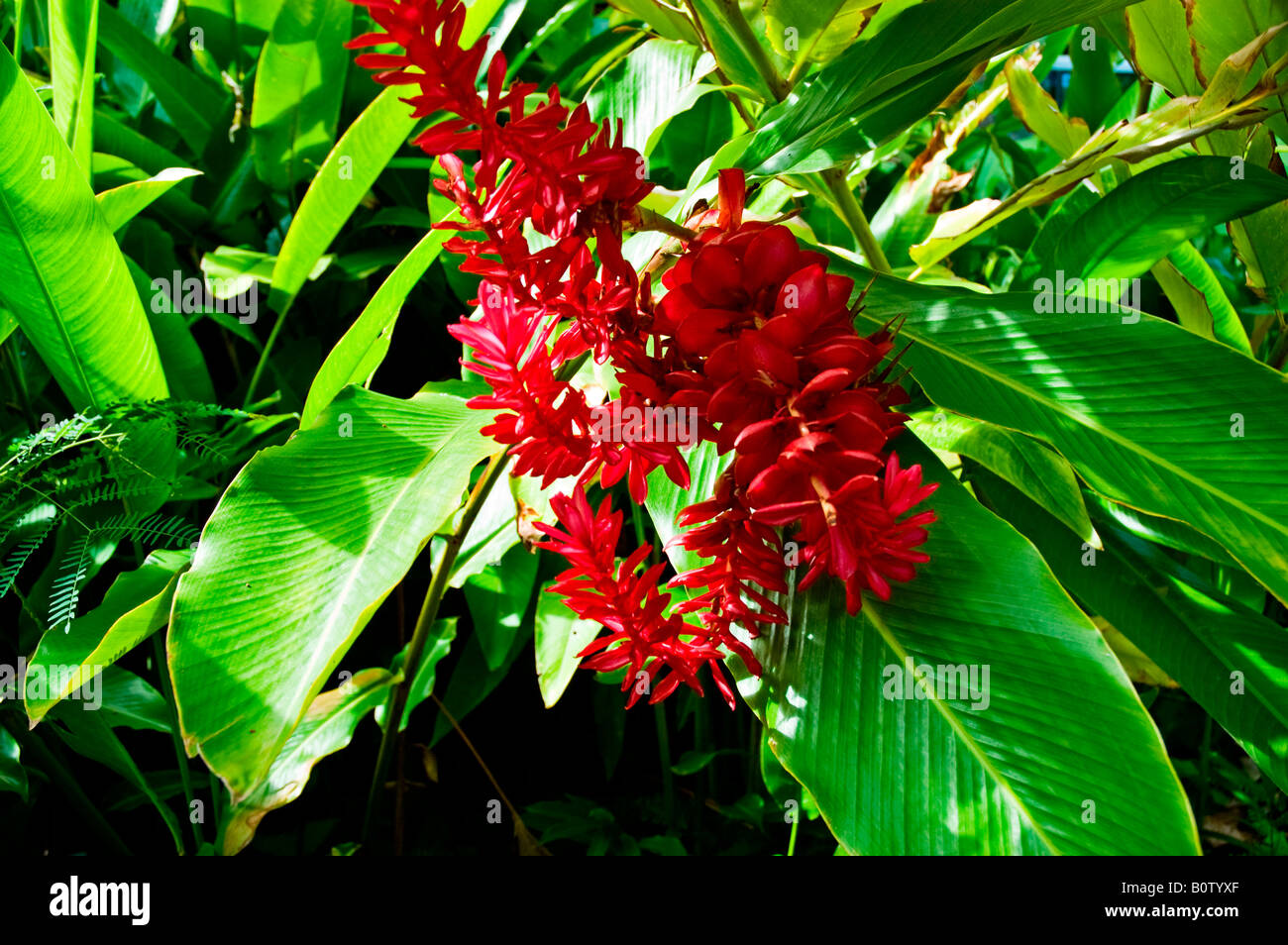 A Red Ginger Lily amid Broad Green Leaves in Andromeda Botanic Gardens, Barbados Stock Photo