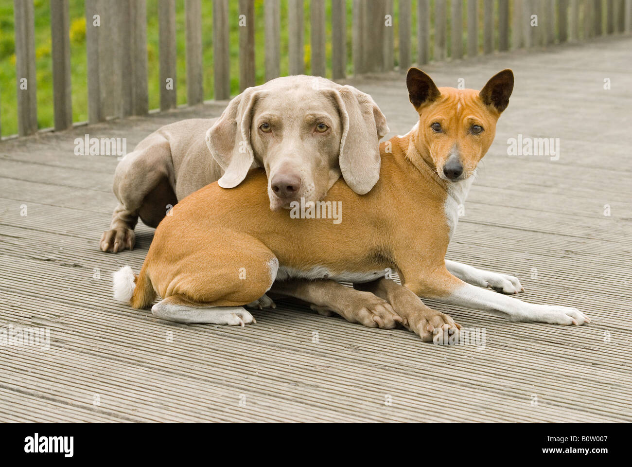 Weimaraner lying - head on Basenji Stock Photo