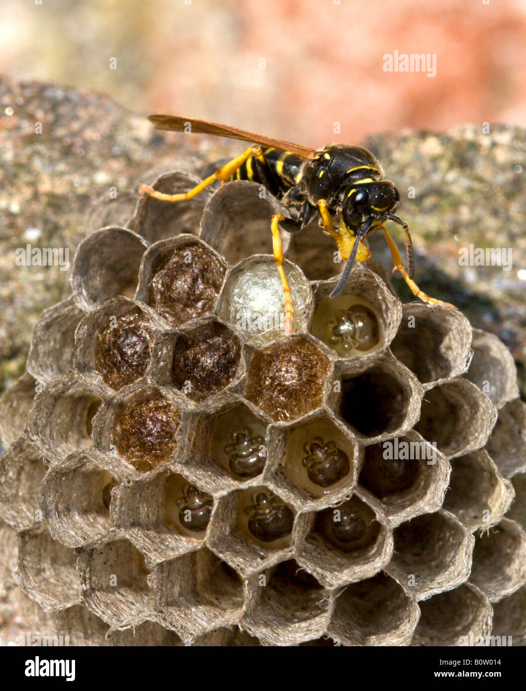 Veniard Wasp Grubs Fly Tying Bodies - 6 Pack, 3cm, Disgustingly Realistic, For Freshwater Fishing