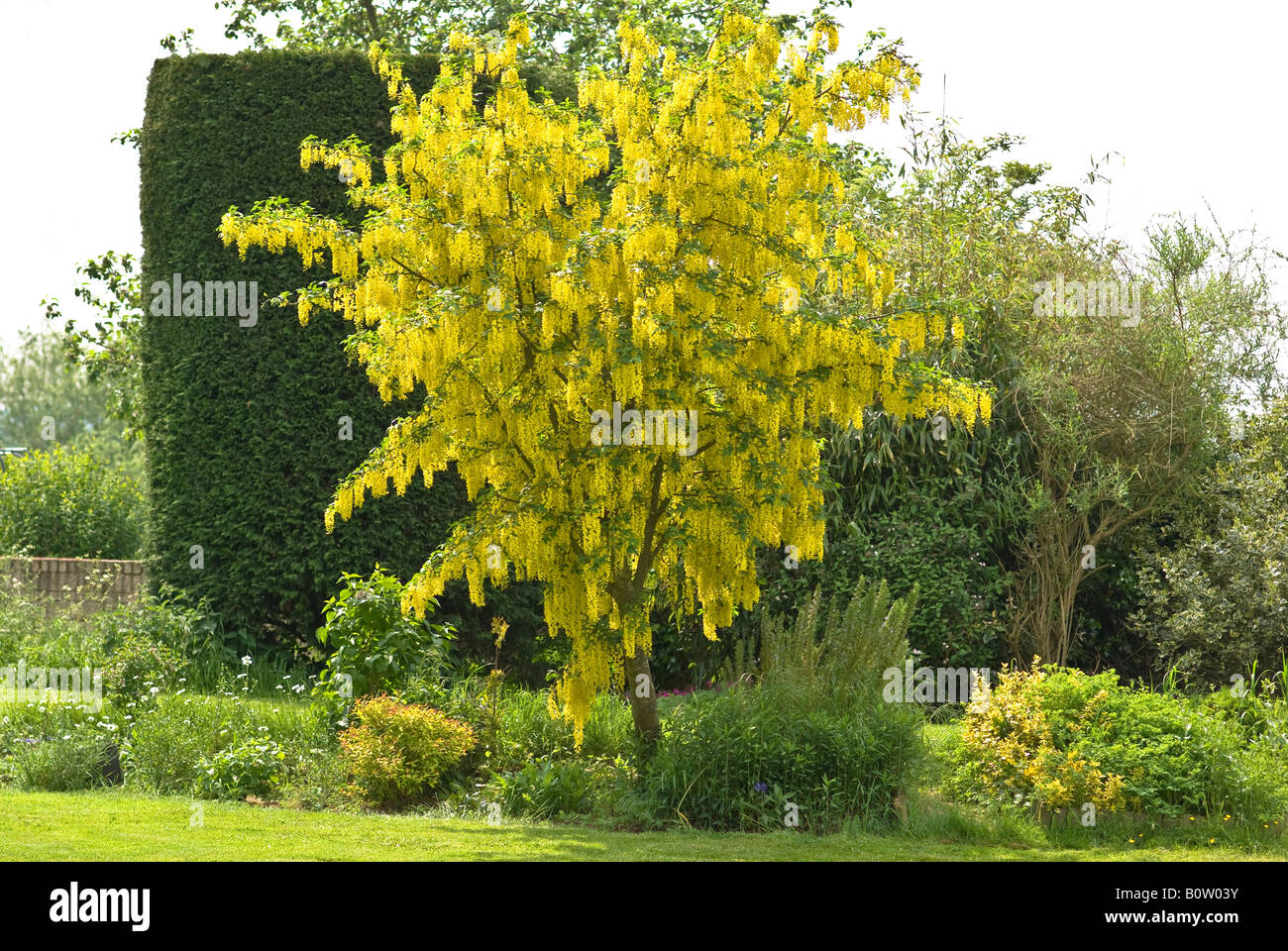 Glorious flowering Laburnum x watereri Vossii in May showing its beauty against darker conifer Stock Photo