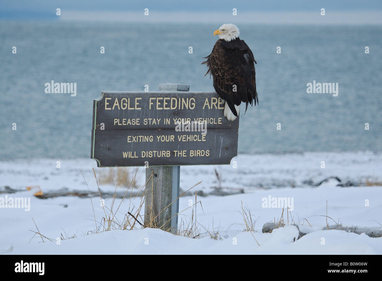Bald eagle - sitting on sign / Haliaeetus leucocephalus Stock Photo