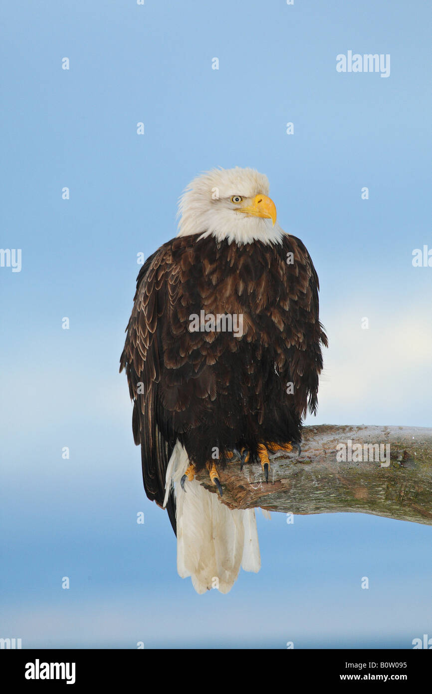 Bald eagle on twig / Haliaeetus leucocephalus Stock Photo