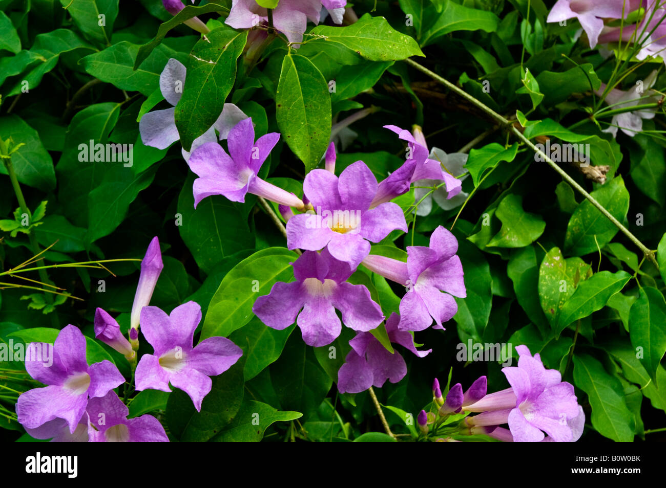 a tropical plant set with clusters of small pinkish trumpet shaped flowers among deep green leaves Stock Photo