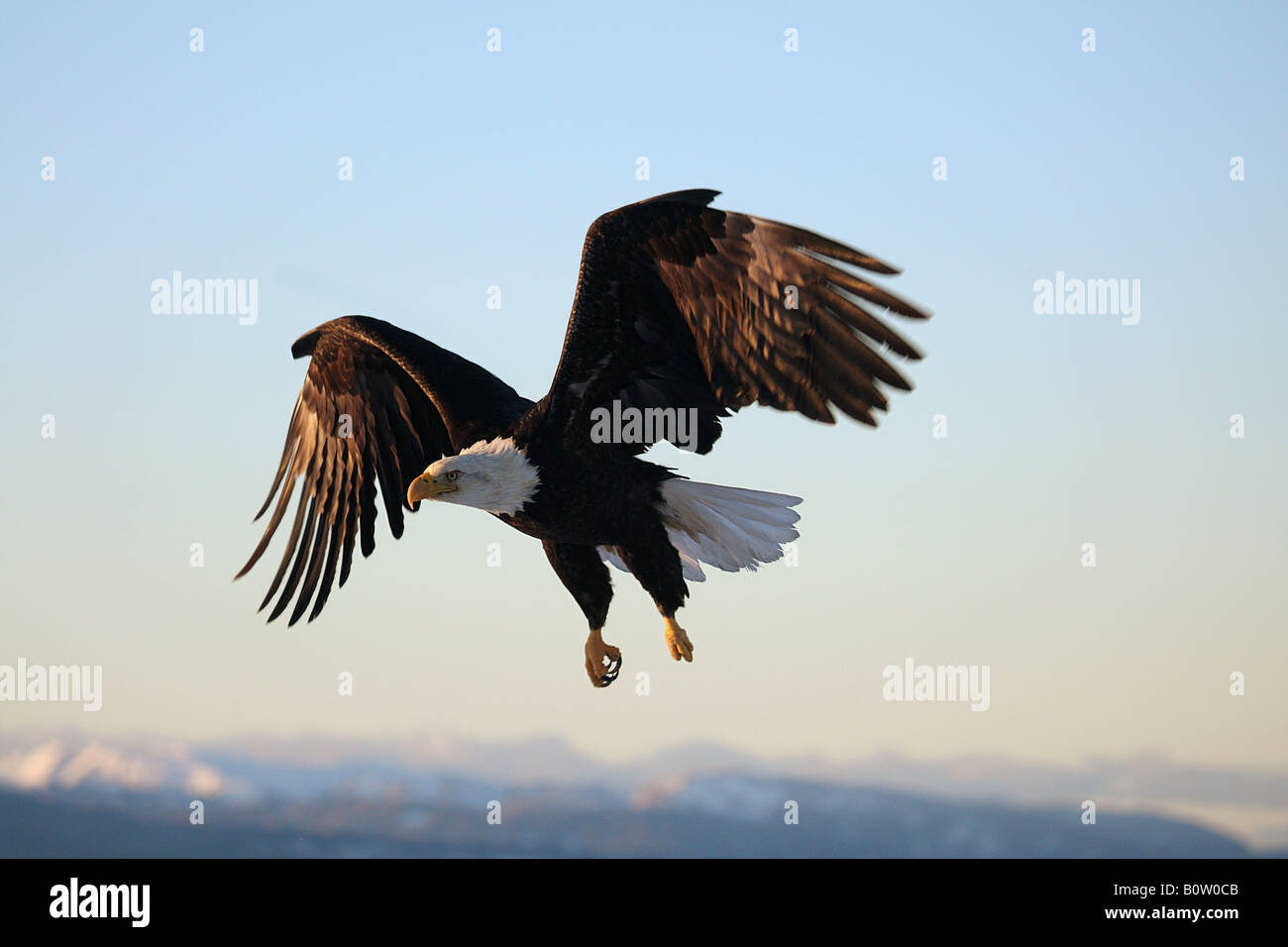 Bald Eagle (Haliaeetus leucocephalus). Adult bird in flight Stock Photo