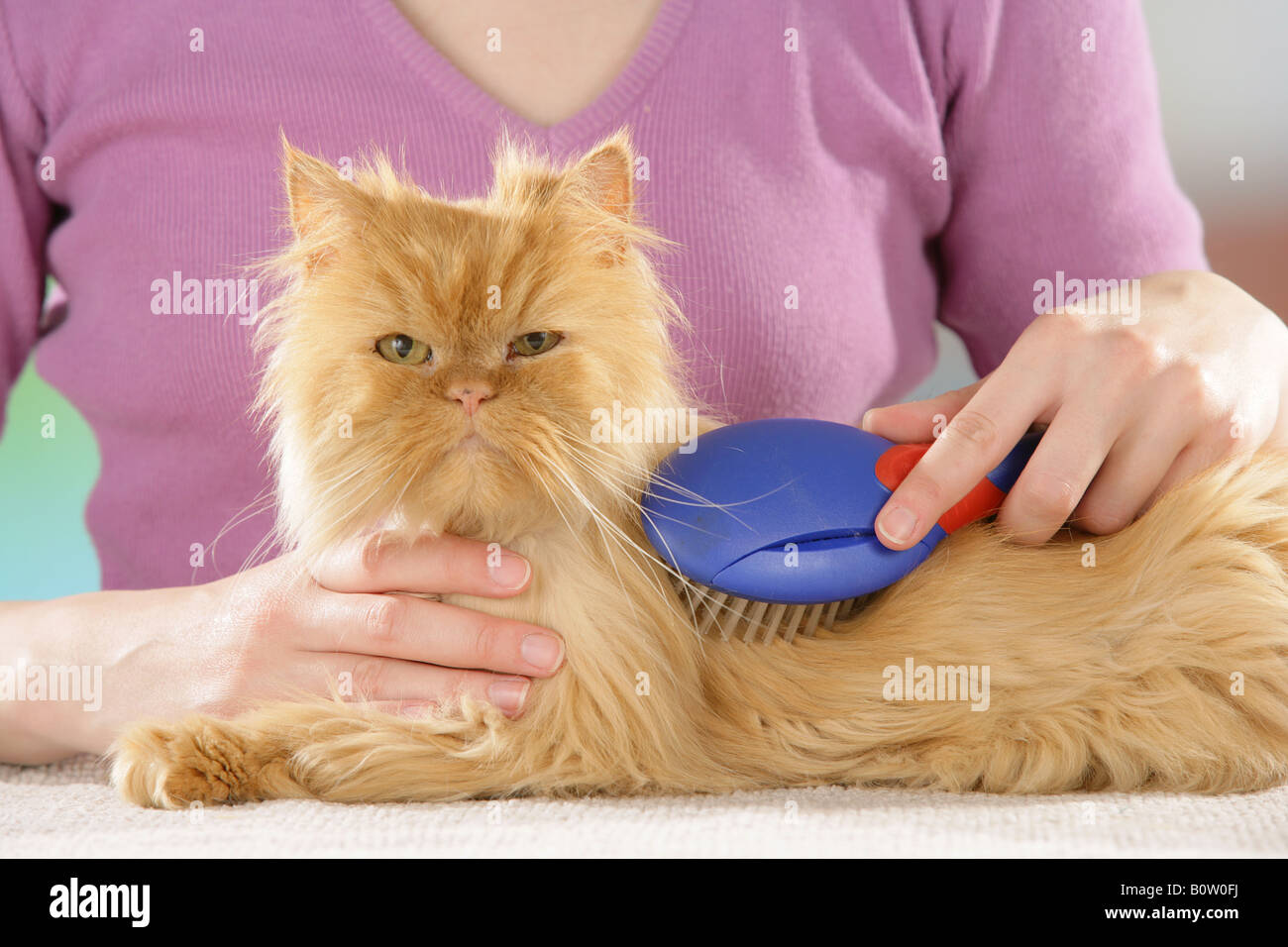 cat being brushed Stock Photo Alamy